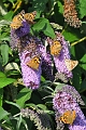 PAINTED LADY BUTTERFLY-3
